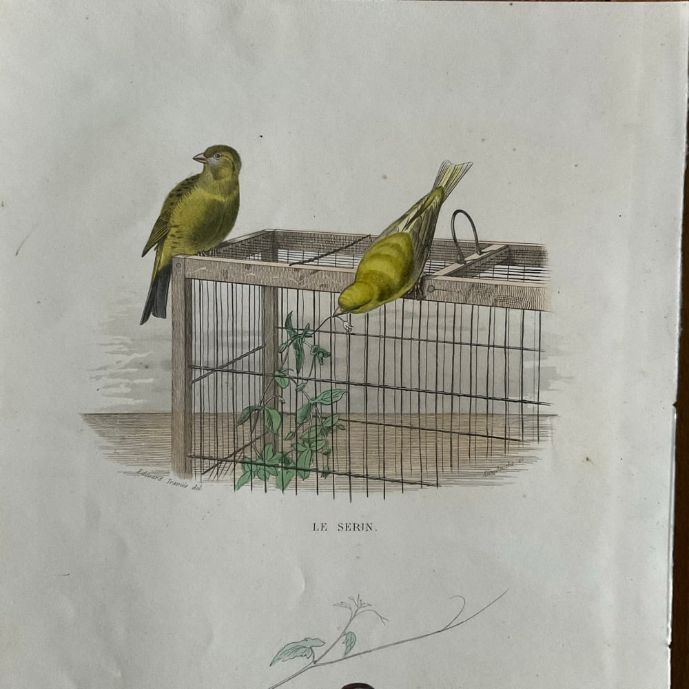Image of Bird Picture no.3