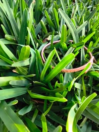 Image 8 of Wild Copper Roots