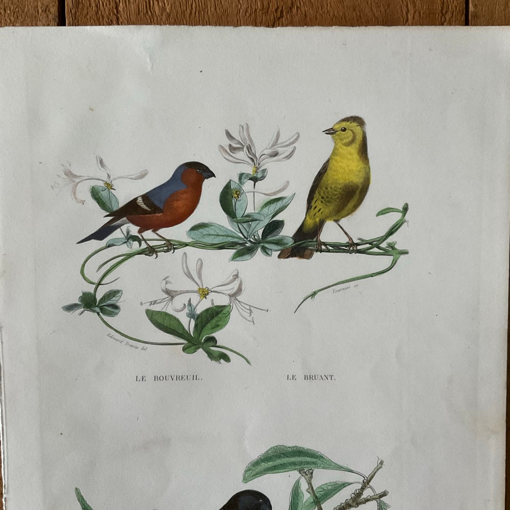 Image of Bird Picture
