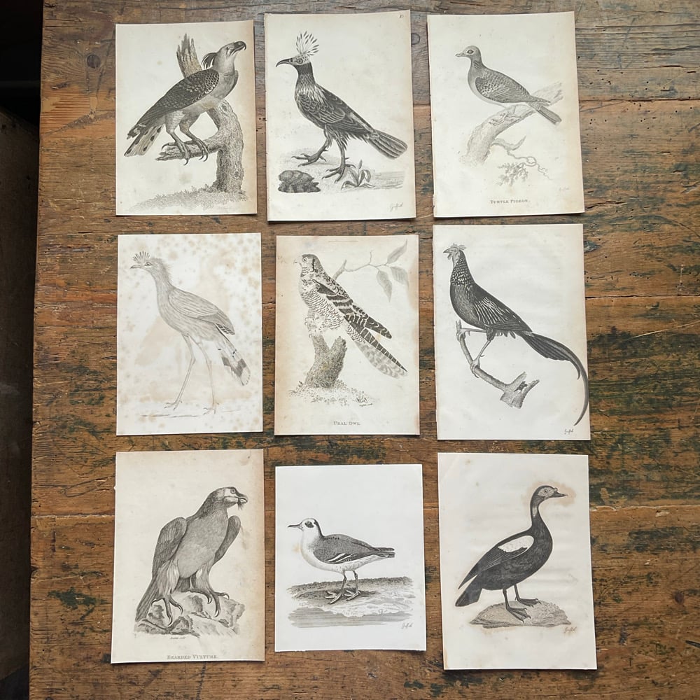 Image of Birds
