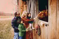 December 11 Holiday Highland Cow Mini