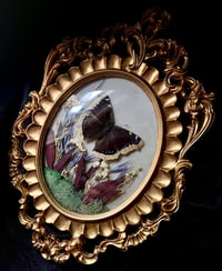 Image 1 of Mourning Cloak Butterfly Botanical Frame