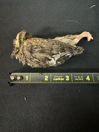 Image 1 of Small Quail