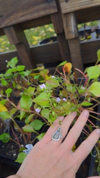 Image 2 of Candy Flower : Claytonia sibirica