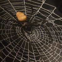 Image 3 of Incredible orbweaver spider with preserved web inside a beautiful box frame