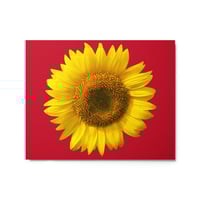 Image 4 of Sunflower Red BG Metal prints