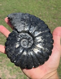 Image 6 of Black Ammonite Fossil With Pyrite #2510