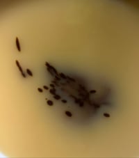 Image 5 of LICORICE RICE | Brighten & Exfoliate — Ghee Soap Bar