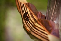 Image 4 of 2023-4: Left Handed Maple Hybrid