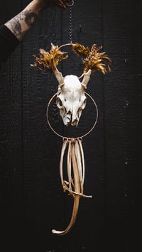 Image 1 of Deer Skull Hanger