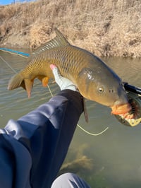 Image 4 of Dragon Craw  