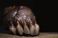 Image 17 of Dental Snull sculpture- dark walnut color, OOAK