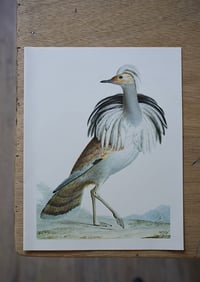 Image 8 of Planches De Bestiaire Du Muséum D'histoire Naturelle - les oiseaux