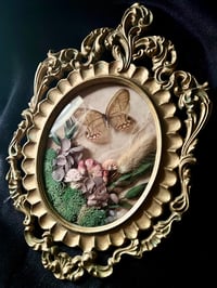 Image 1 of Clear-Wing Butterfly Botanical Frame