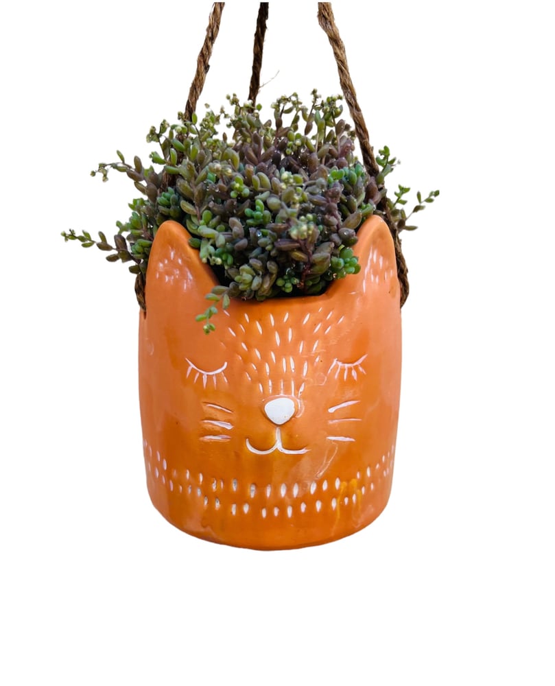 Image of Kitty with sedum minor