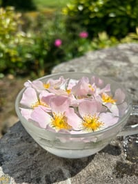 Image 3 of Esencia floral de ROSA SILVESTRE