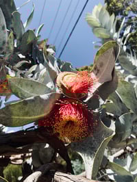 Image 3 of heart flower ||
