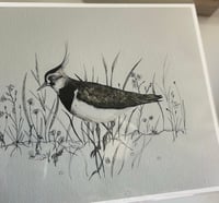 Lapwing print
