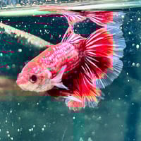 Image of Multicolour Betta Male (Long finage)