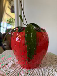 Image 2 of Hoya Pubicalyx in Strawberry Vase