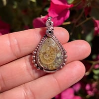 Image 1 of Ammonite 🐌🤎