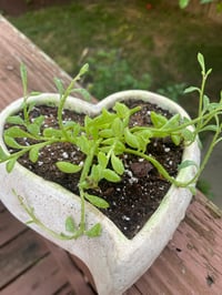 Image 1 of String of Pearls in Heart Shaped Container