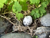 Image 5 of Shellbert