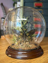 Image 4 of longhorn beetle dome