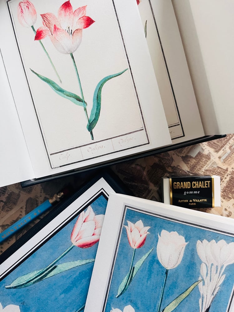 Image of CFT TULIPES