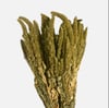 Green amaranth sprays