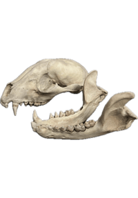 Image 1 of Raccoon Skull