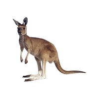 Red Kangaroo