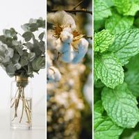 Image 4 of Eucalyptus Breeze 