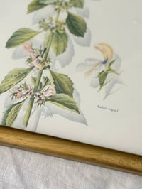 Image 4 of Duo de cadres botaniques