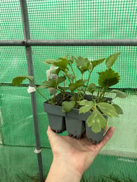 Ranunculus