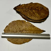 Image of Indian Almond Leaves
