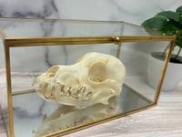 Image 4 of Medium Skull Cleaning (16-59lbs)