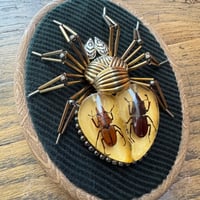 Image 1 of Specimen spider (a, 4x5  inches)