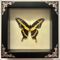 Image 3 of White Velvet Yellow Butterfly Frame