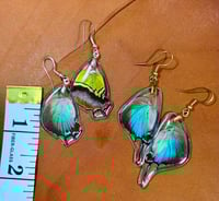 Image 3 of Regal Hairstreak Hindwings - Topside