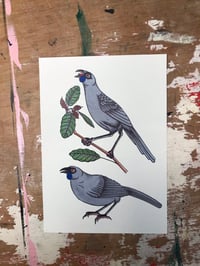 Kōkako a4 print