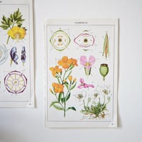 Image 9 of Planches De Botanique Colorées.