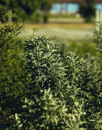 Image 6 of White Sage