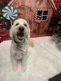 Image 4 of Custom Dog Sweaters