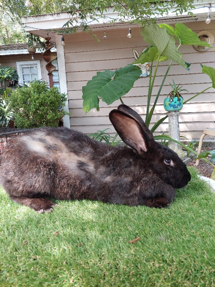 Image of Flemish Giant 3 (Fixed)