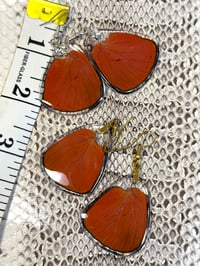 Image 2 of Prola Beauty Hindwings