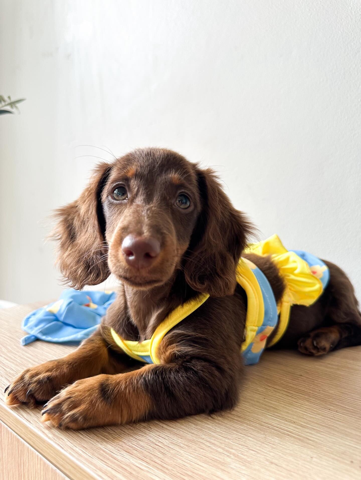 Image of Flower Pet Bikini 