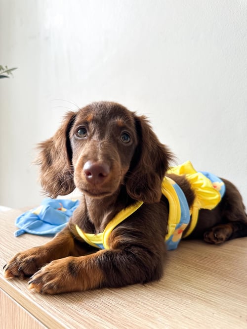 Image of Flower Pet Bikini 