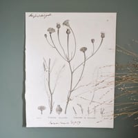 Image 1 of Planches De Botanique Crepide, Flora Danica, Periploca