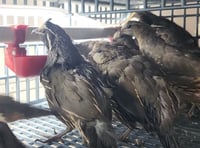 Image 3 of Calforina Valley Hatching Eggs 